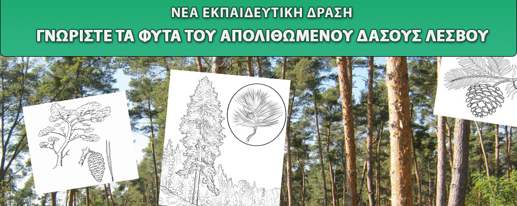 New Digital Educational Program: Discover the plants of the Lesvos Petrified Forest